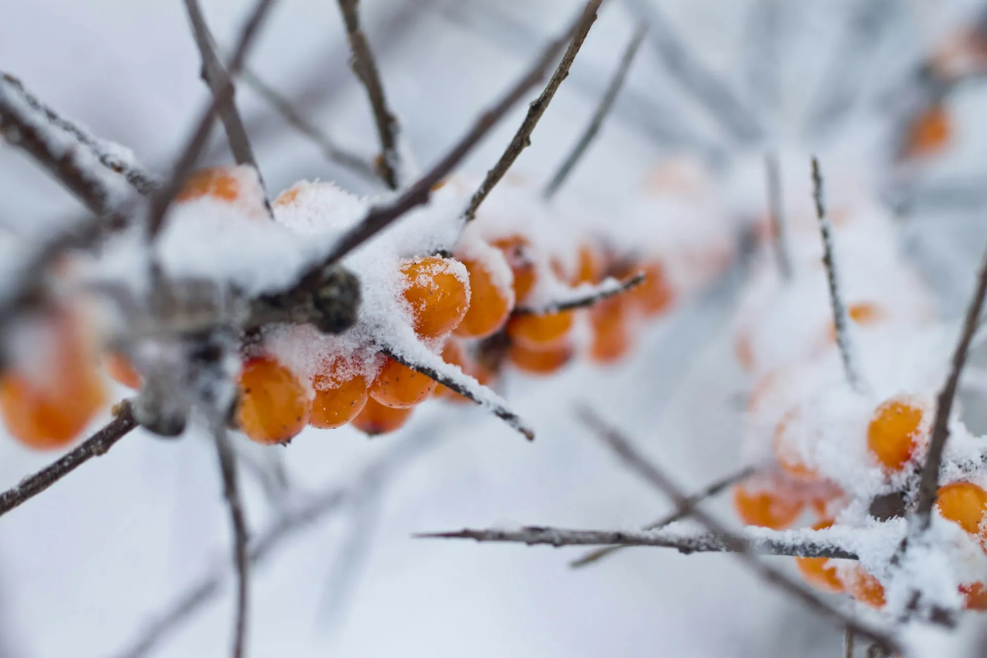 Billedbeskrivelse: Havtorn motiv fotograferet af Ann Gogoleva og tilgængeligt via Unsplash. Dette licensfrie billede kan bruges i artiklen om Havtorn.