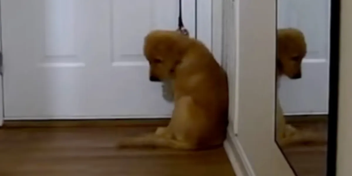 Et skærmbillede fra TikTok, der viser en video relateret til hunde og overvågning. Fokus på en hund og overvågningsaspektet i billedet.