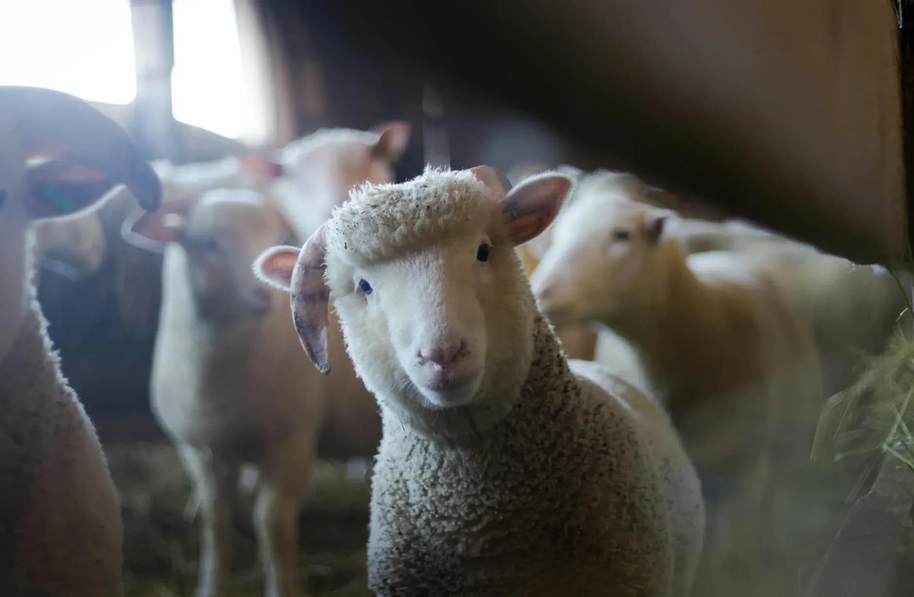 A close-up of a curious sheep in a rustic barn, highlighting its charming presence.