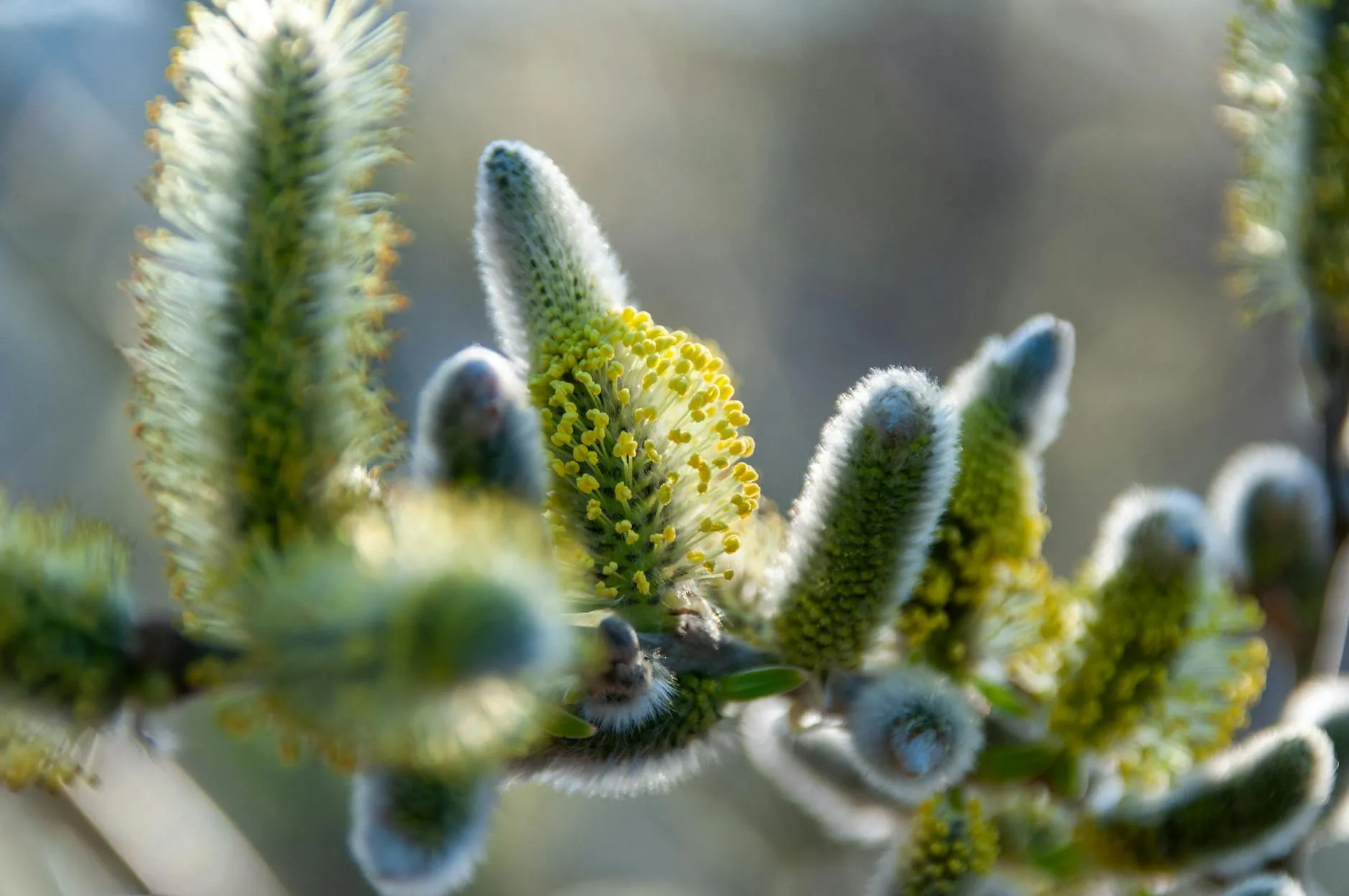 Et makrobillede af kattekillinger (pussy willow) med tydelig, blød struktur og levende gult pollen. Billedet fremhæver naturens fine detaljer og forårsudtryk.