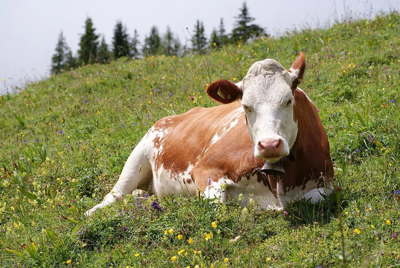 Arla-mærkede mælkekasser står stablet i Kødbyen. Billedet illustrerer logistik og fødevaretransport i mejeribranchen.