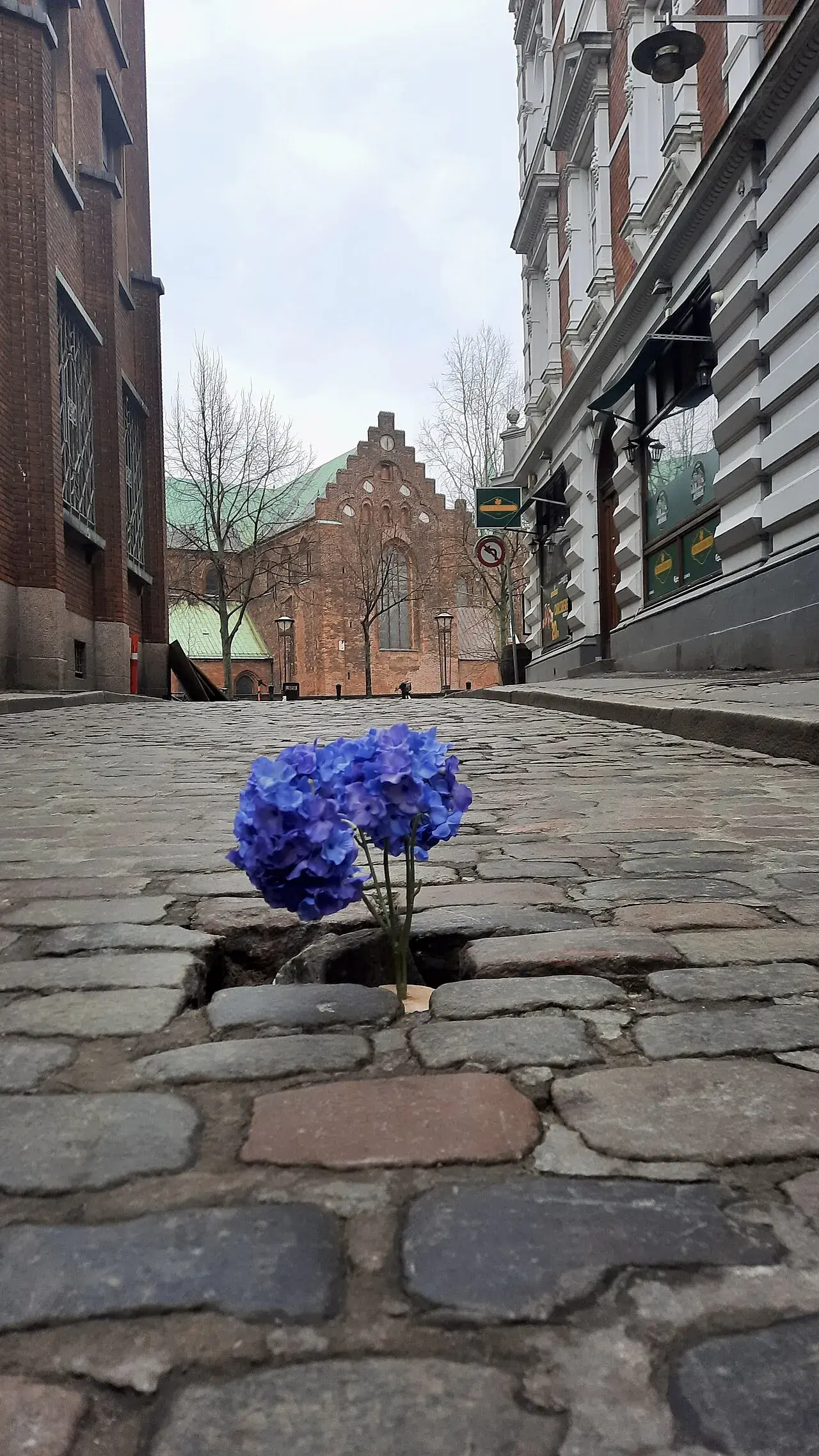 Set nedefra i en smal sidegade mod Bispetorvet i Aarhus, hvor Aarhus Domkirke ses i baggrunden. En manglende brosten danner et hul, og i hullet står en lille potte med to lilla hortensiaer.