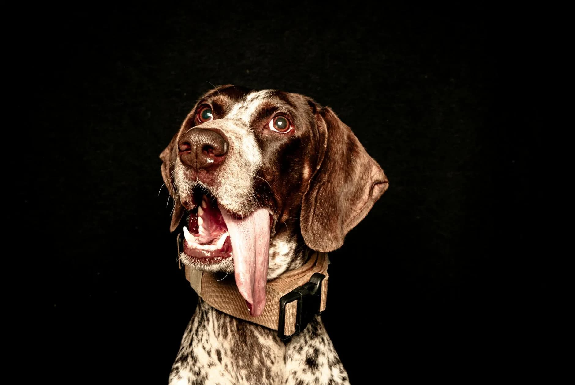 A captivating portrait of a German Shorthaired Pointer with its tongue out against a black background.