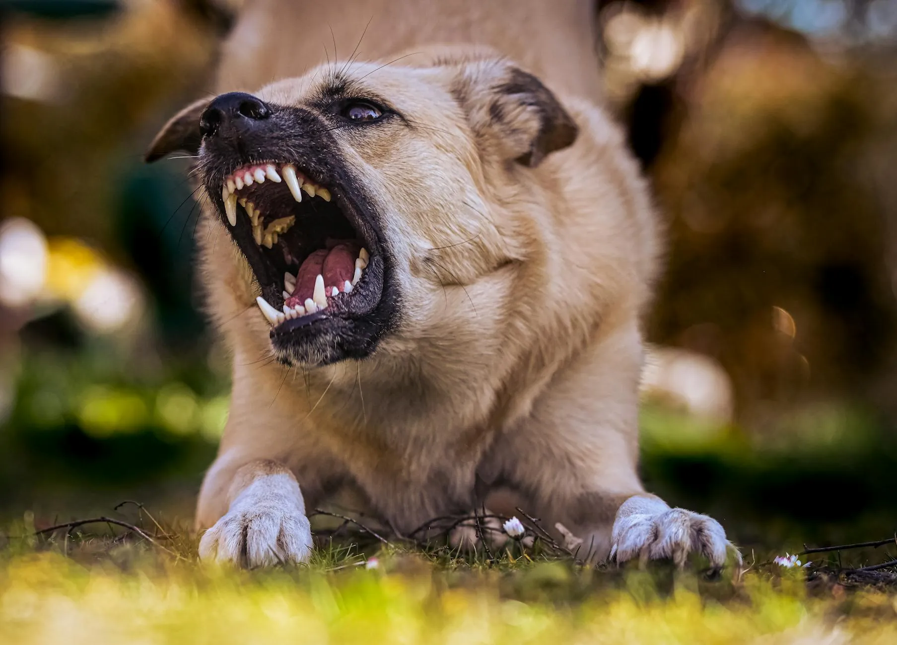 Et tæt nærbillede viser en hund, der knurrer og viser tænder i et udendørs miljø. Udtrykket signalerer uro eller aggression i øjeblikket.