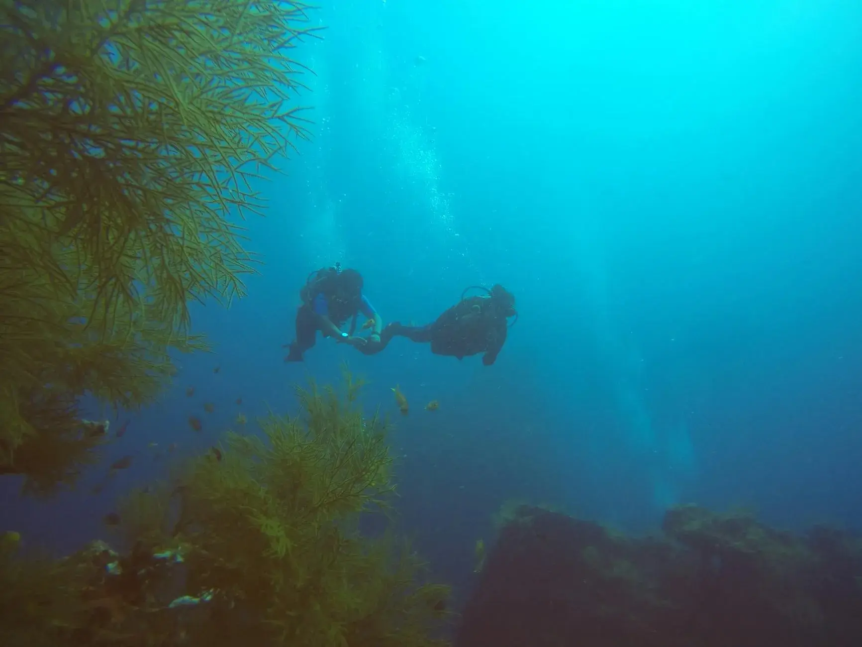 Two scuba divers discover vibrant marine life and coral formations in Aarhus' coastal waters.