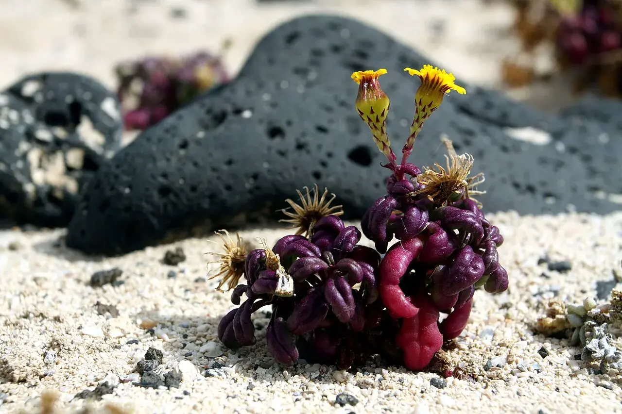 En plante af arten Senecio leucanthemifolius vokser tæt ved strandkanten nær Órzola på Lanzarote. Fotoet viser naturen i det kystnære landskab på De Kanariske Øer.