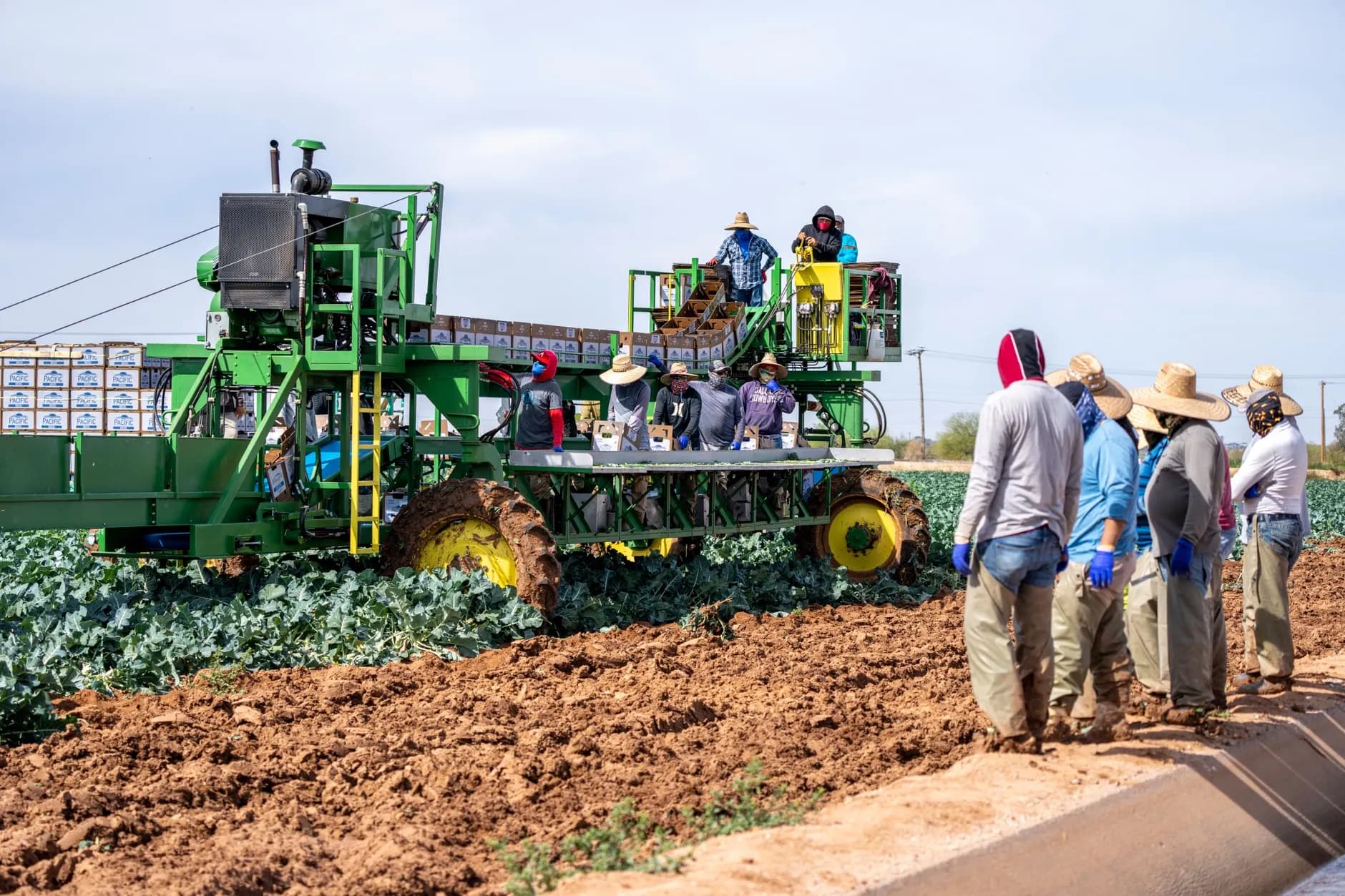 Farm workers bruger en mejetærsker til at høste afgrøder på en solrig dag. Scenen viser moderne landbrug og effektiv høst i marken.
