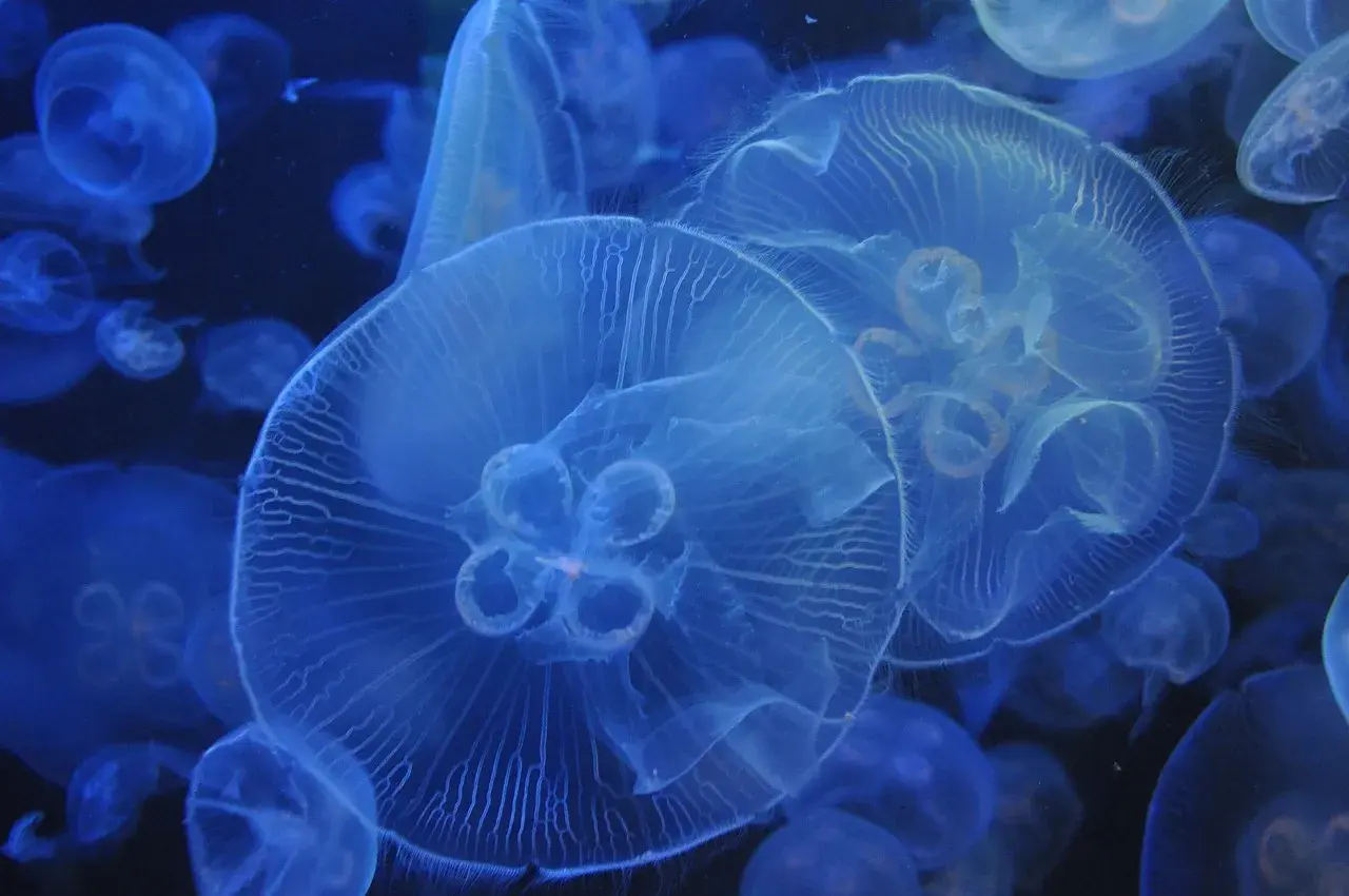 Et tæt billede af jellyfish i et akvarium, hvor de svæver i vandet. Billedet viser detaljerne af disse fascinerende dyr.
