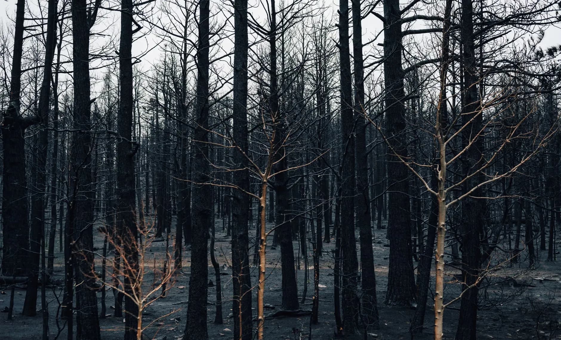 En sørgmodig scene af en brændt skov med bladløse træer efter en skovbrand. Billedet viser omfanget af skaden efter en skovbrand.