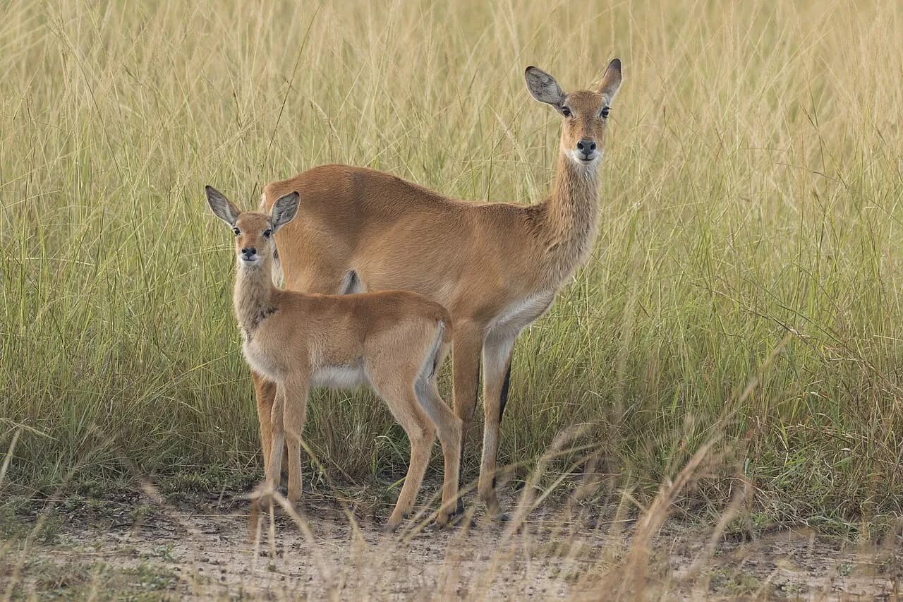 En ugandisk kob og dens kalv i Semliki Wildlife Reserve i Uganda. Ugandisk kob er en almindelig art i mange af Ugandas nationalparker.