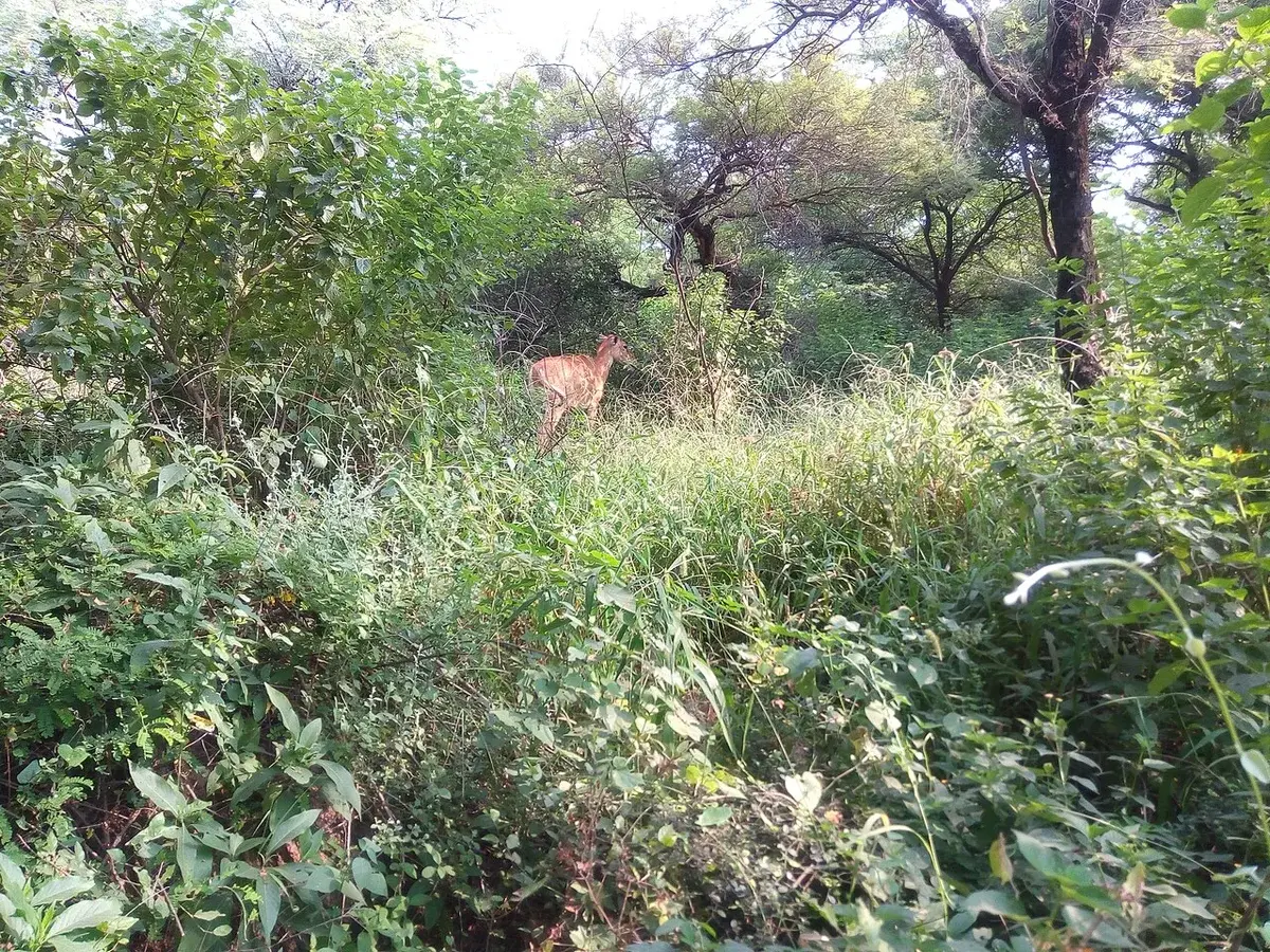 A deer standing in dense green vegetation in a wooded area.