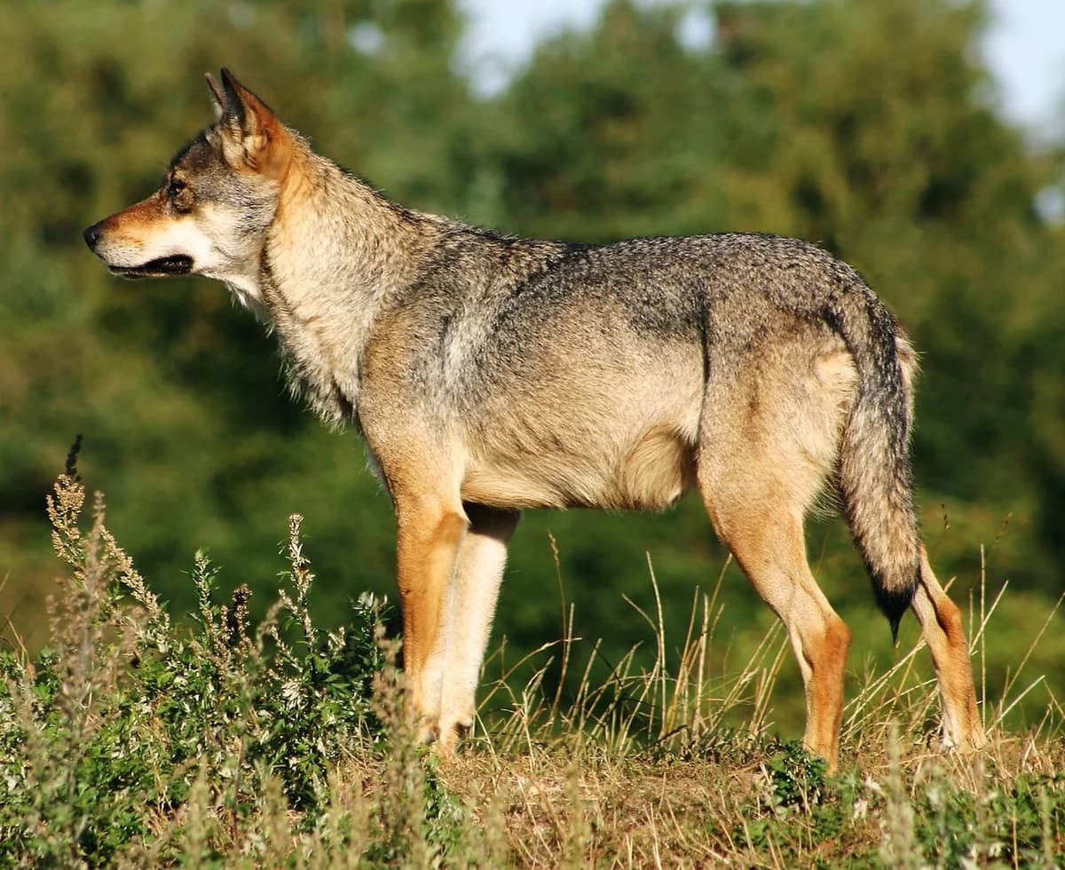 A gray wolf standing in grass outdoors.
