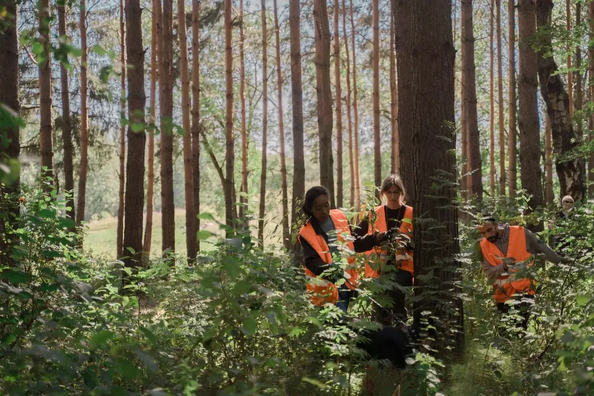 Volunteers in orange vests searching in forest