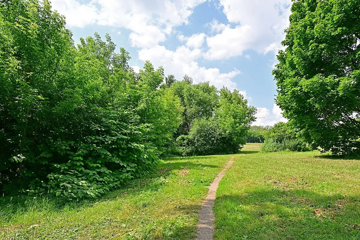 A grassy path through a green park with trees under a cloudy blue sky.