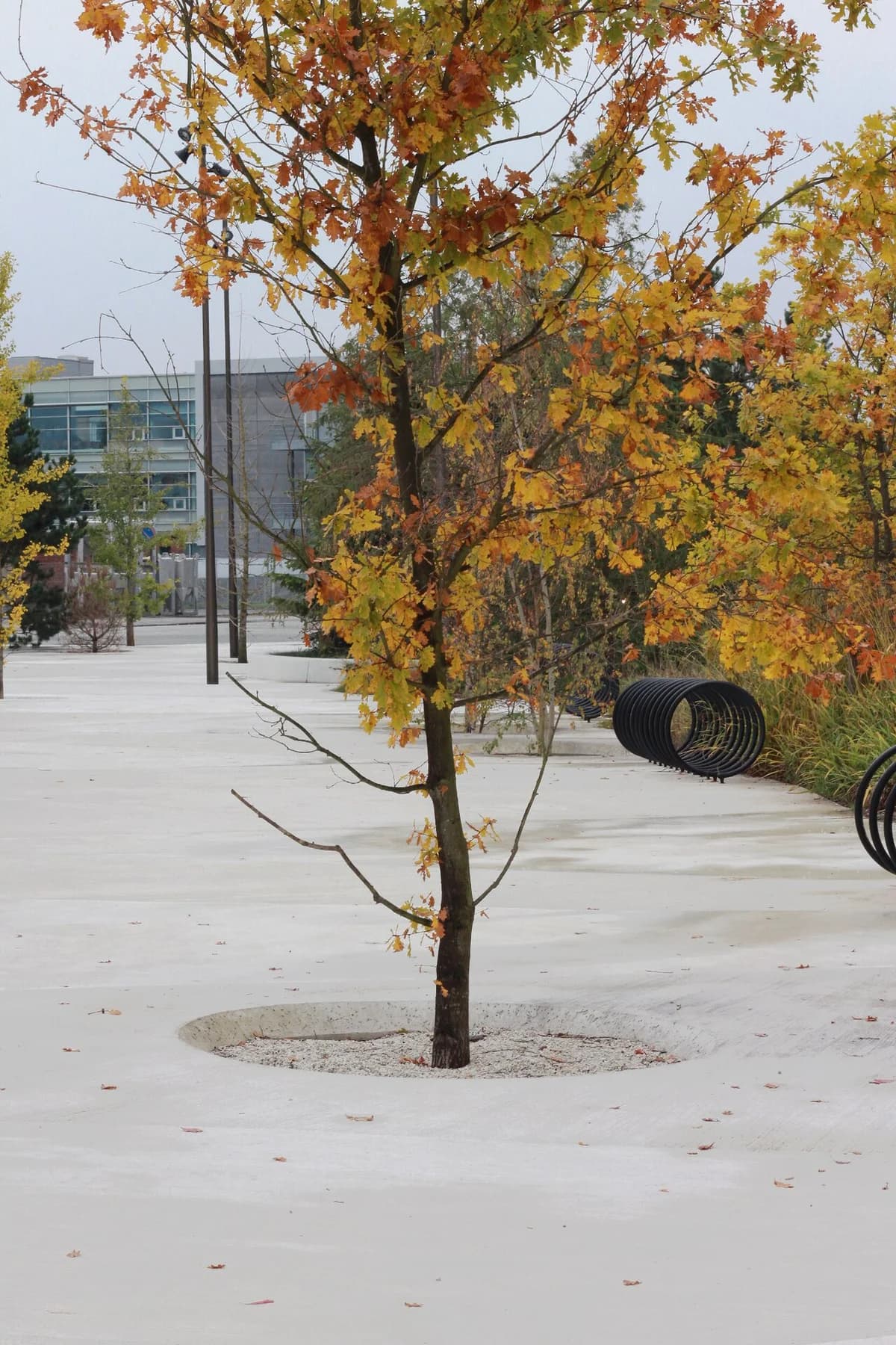 Autumn trees and modern landscaping in a park near office buildings, with circular bike racks.