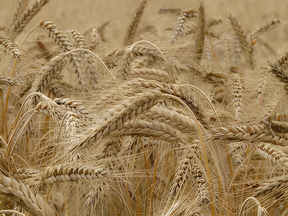 close-up of golden wheat heads