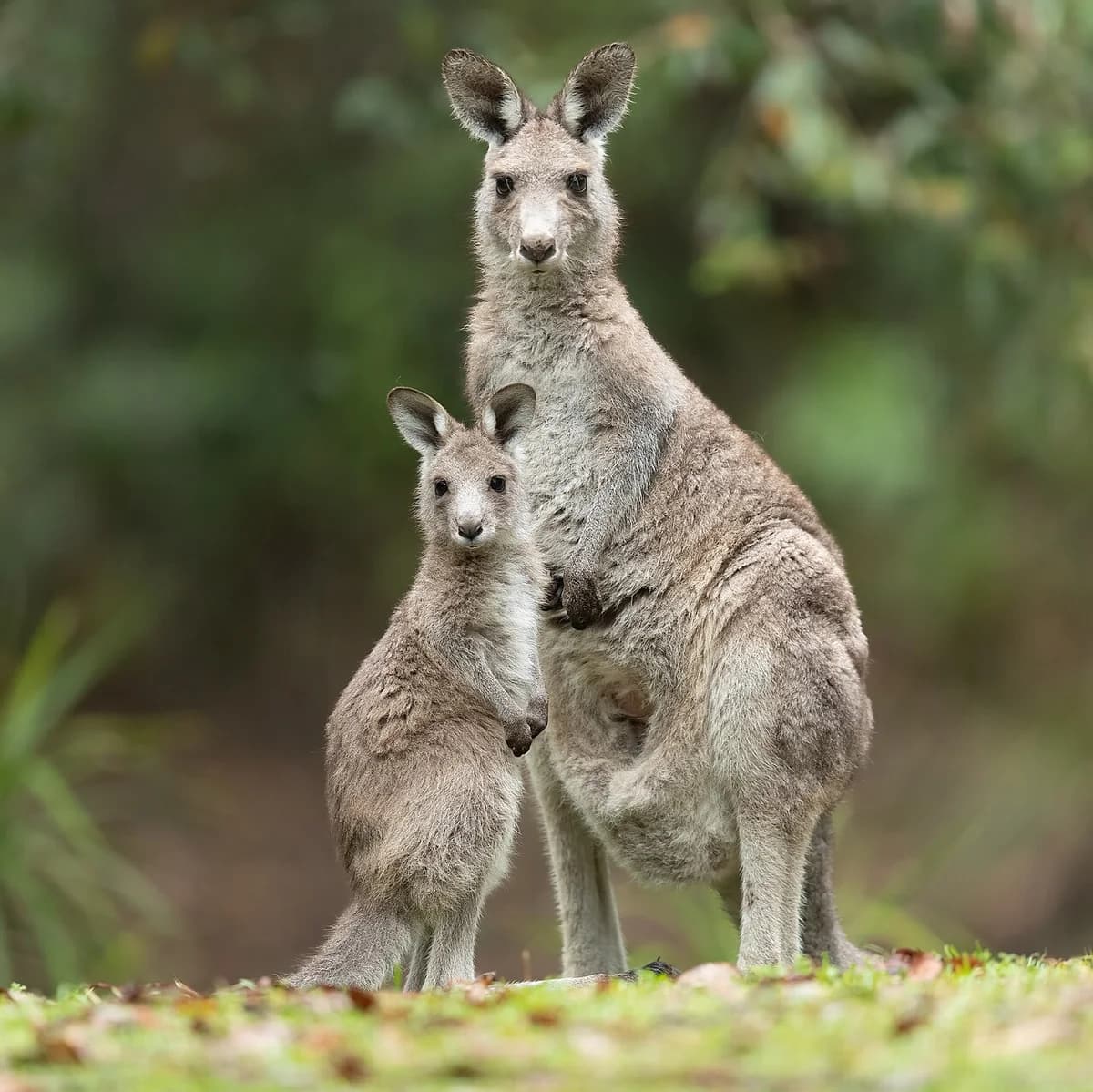 An eastern grey kangaroo with a joey standing in bushland.