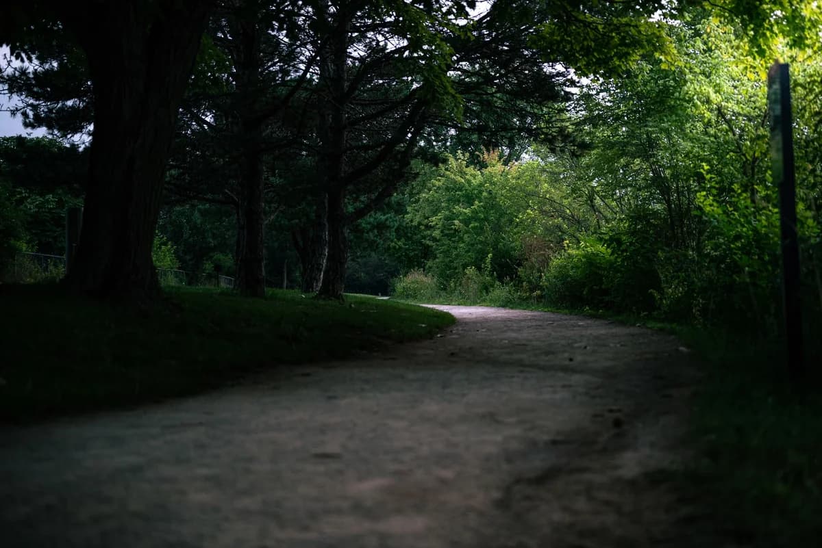 A narrow dirt path winding through a green forest.
