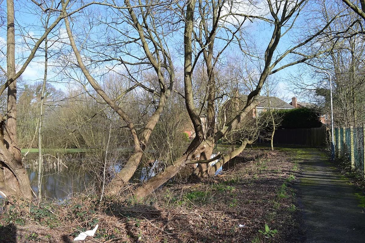 A quiet pond beside a path in a wooded nature reserve.