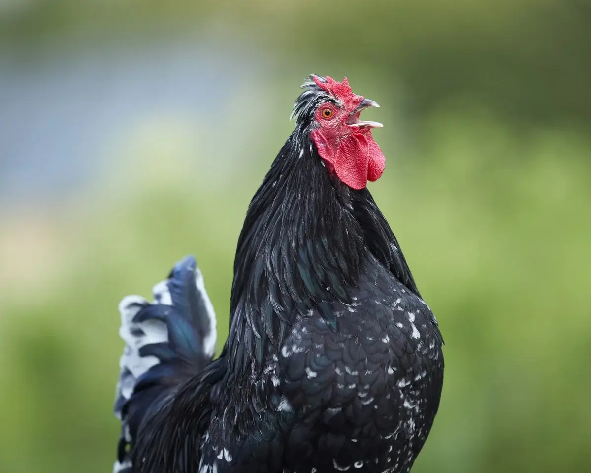 A black rooster crowing close up on a farm.