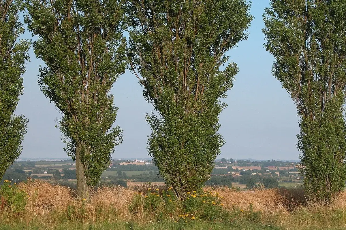 Open rural landscape with tall trees and fields in the distance.