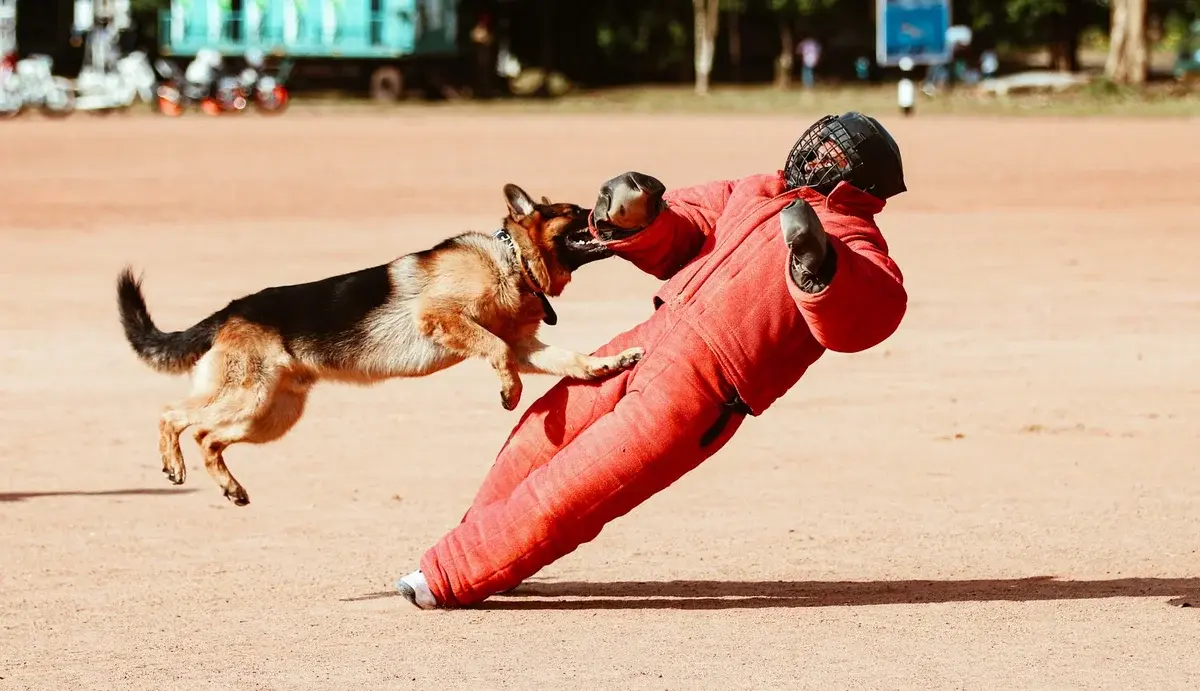 German Shepherd attacking a person in protective training suit outdoors