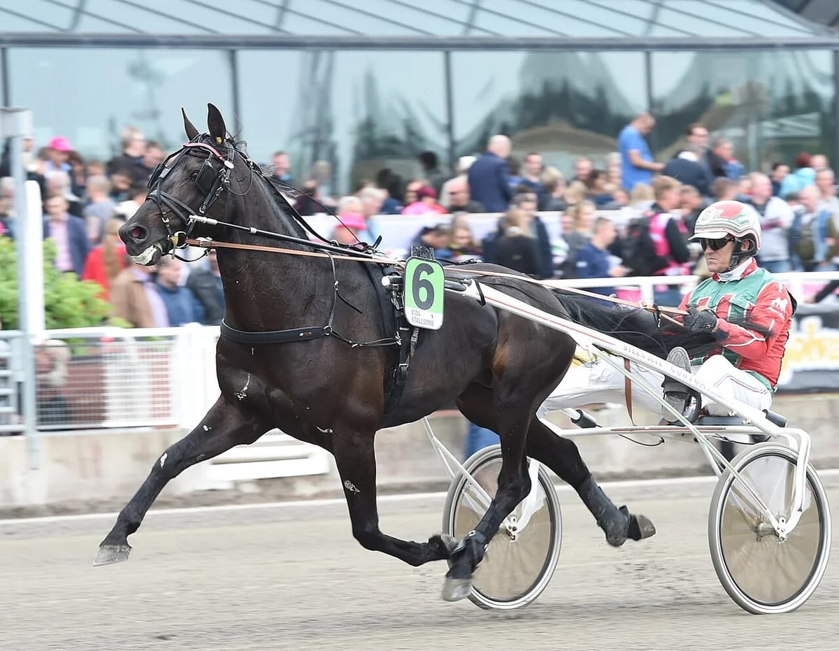 A harness racing horse and driver competing at Solvalla.