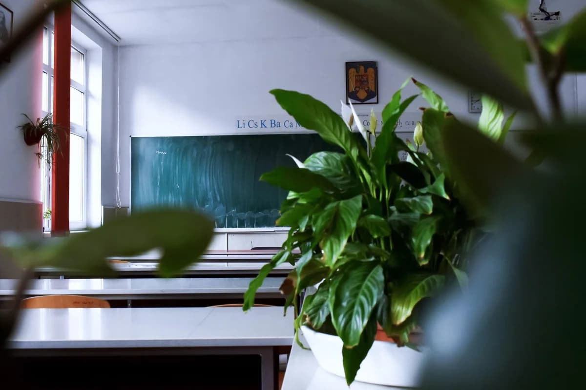 An empty classroom seen through leafy green houseplants.