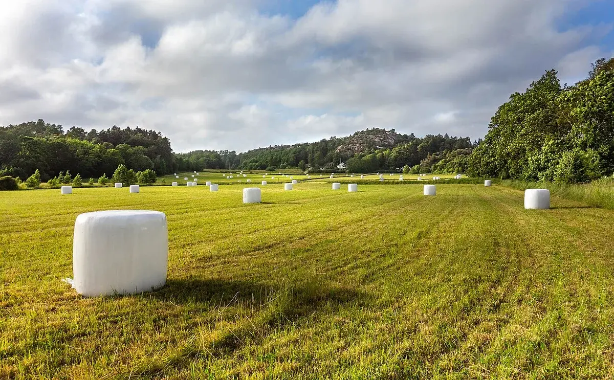 White silage bales scattered across a grassy field under a cloudy sky.