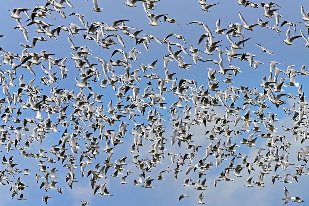 Large flock of seabirds flying in the sky
