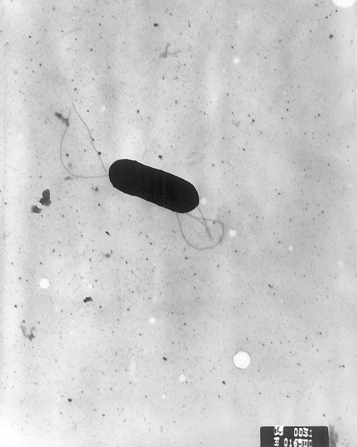 Electron microscope image of Listeria monocytogenes bacterium with flagella