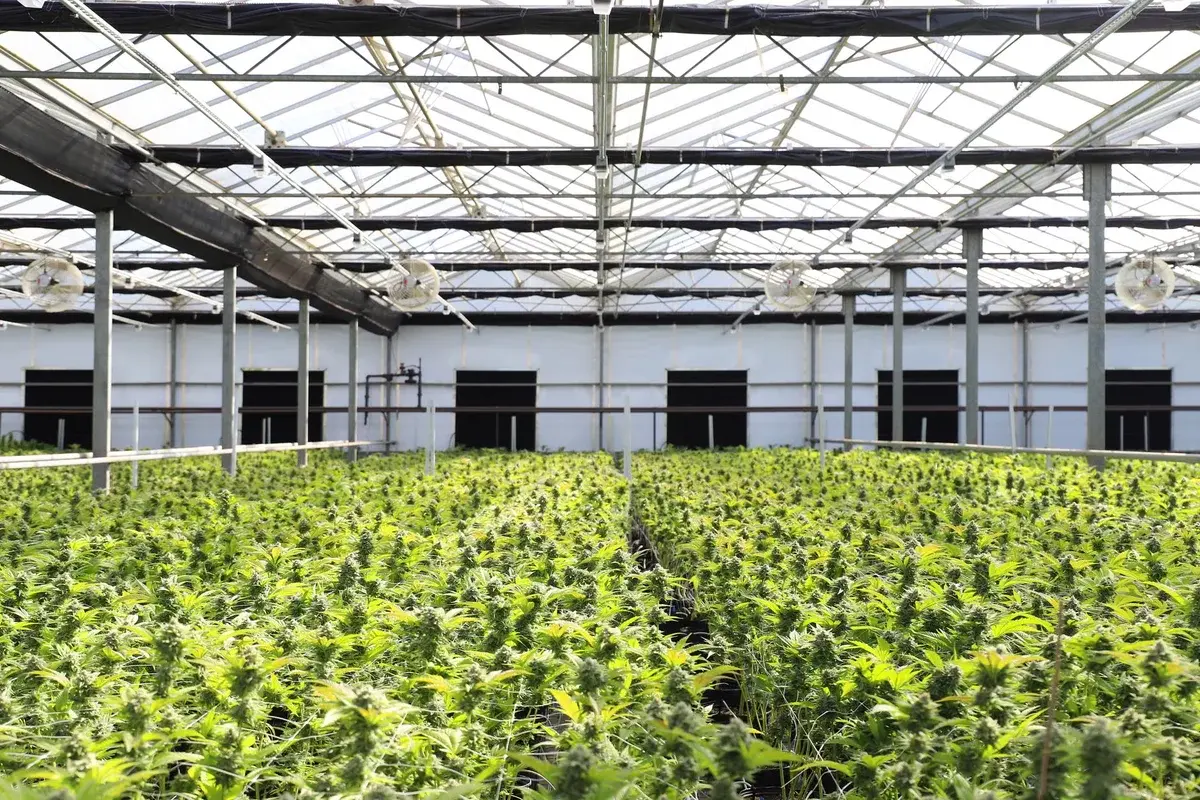 A large indoor greenhouse full of cannabis plants.