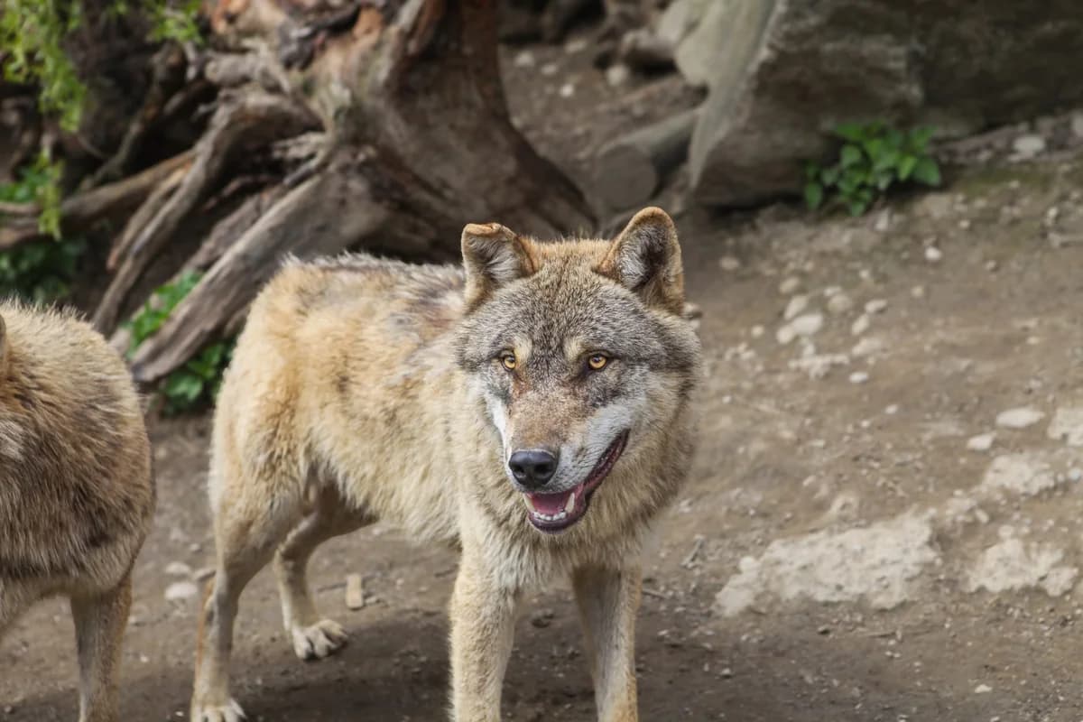 Gray wolf standing outdoors in natural habitat