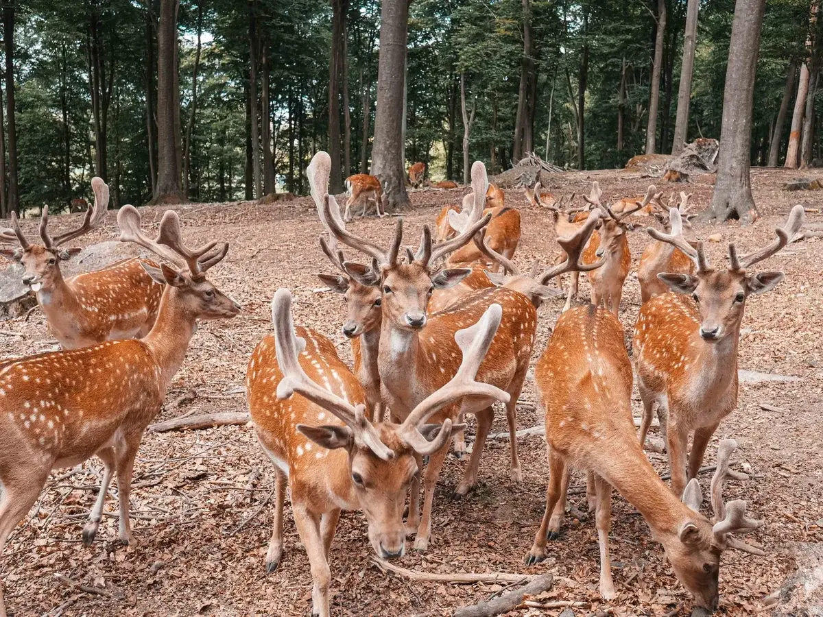 herd of deer in a forest