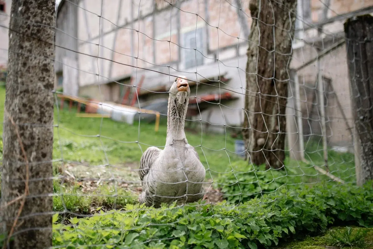 A goose standing behind a wire fence in a garden