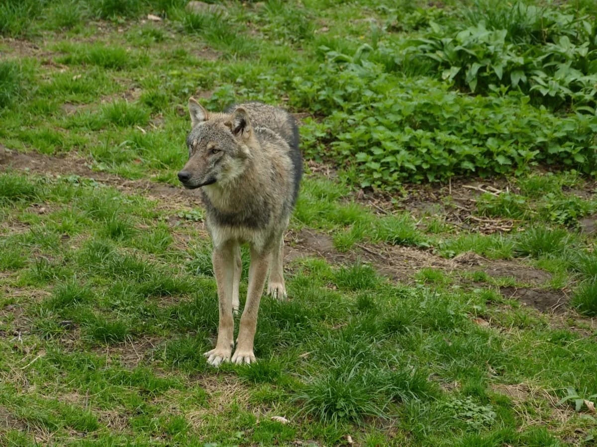 Gray wolf standing alert in forest clearing