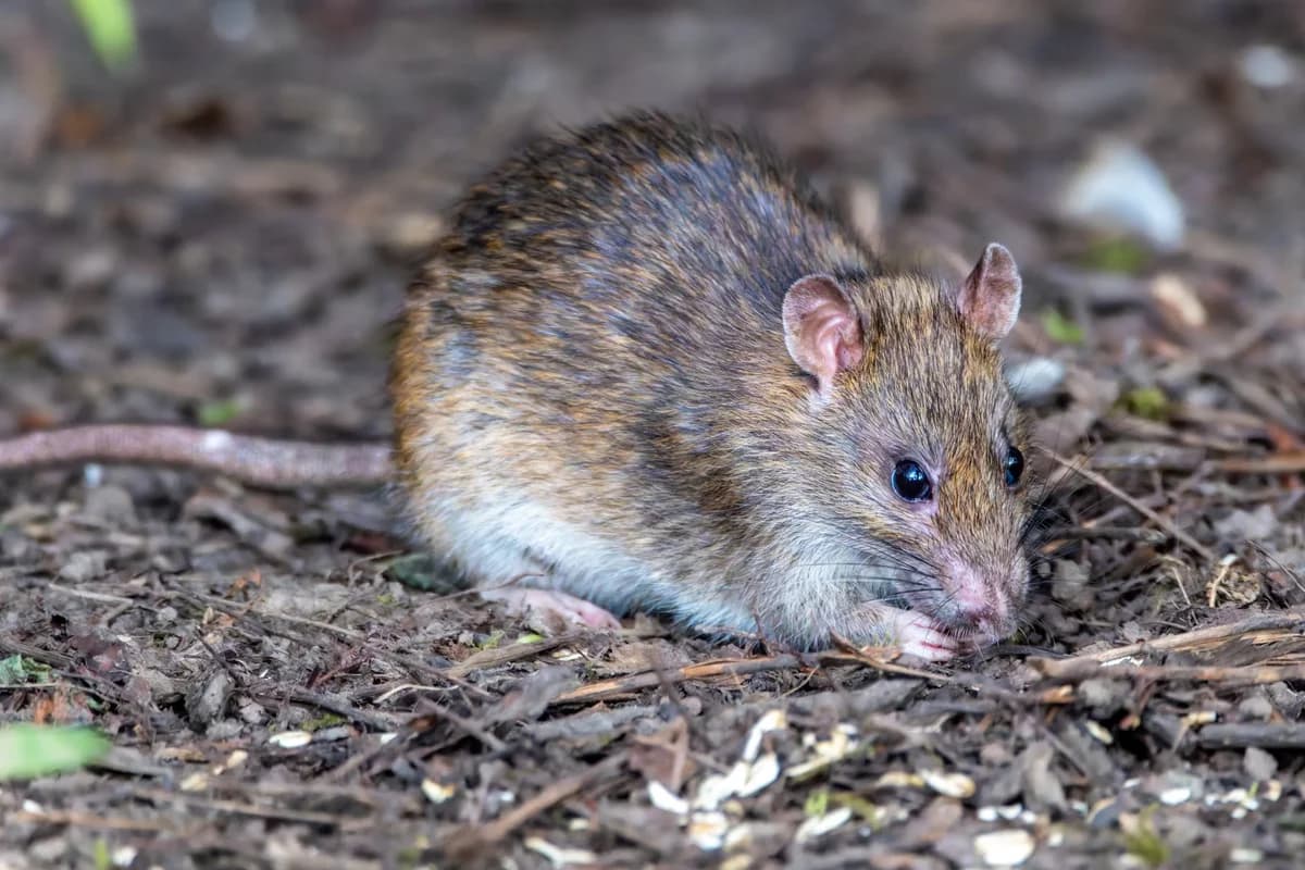 Close-up of brown rat on forest ground