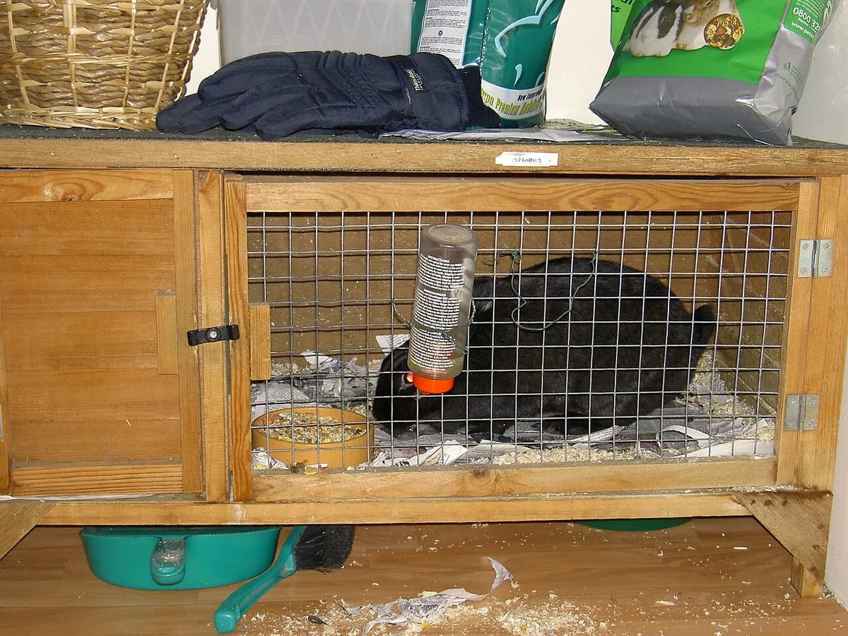 A black rabbit inside a wooden hutch with a wire front.