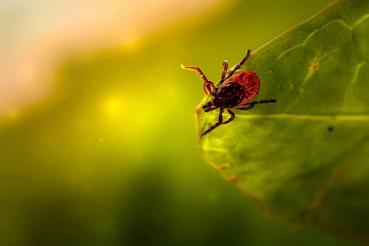 Close-up of a tick on a green leaf.