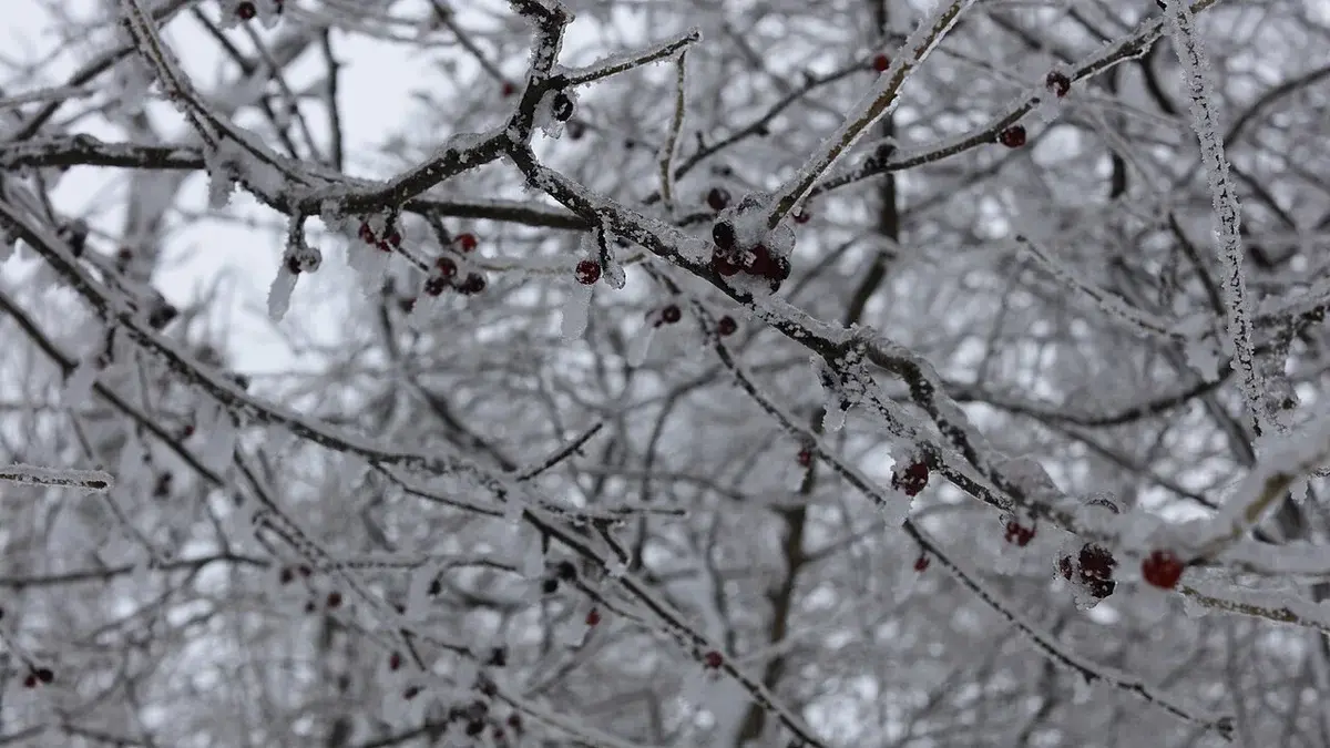 Close-up of frozen berries on frost-covered branches.