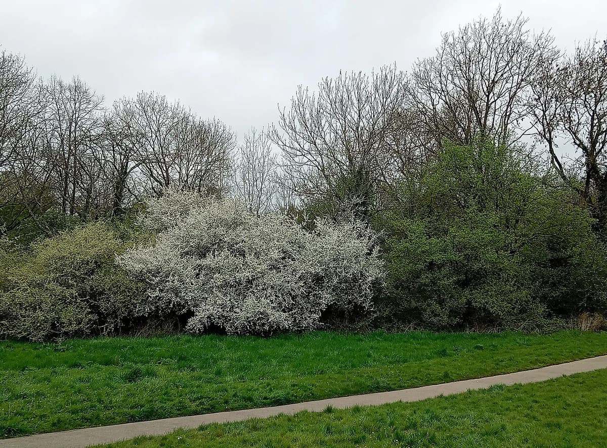 Blooming white shrubs in a green park with a path and bare trees.