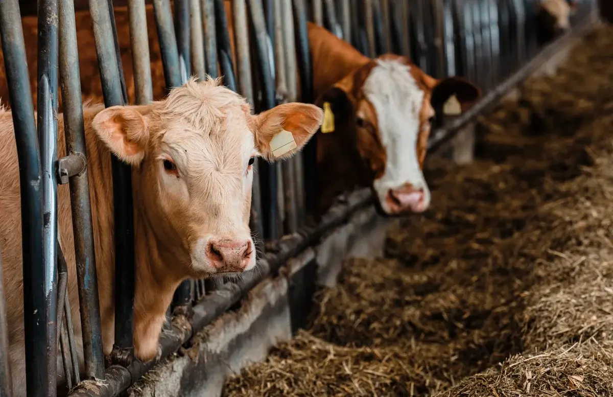 Two cows standing in a barn feeding area