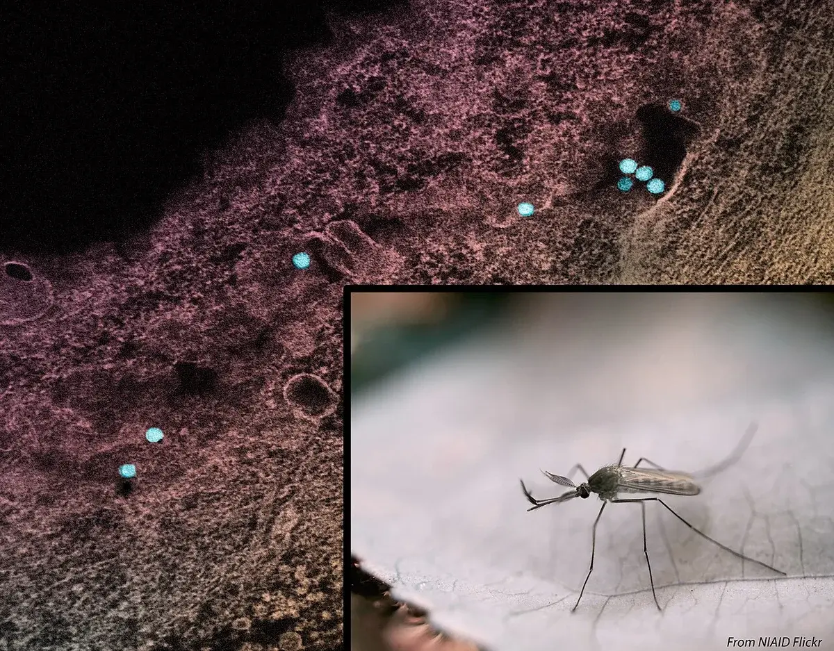 Composite image of a Culex mosquito and West Nile virus particles in a cell.