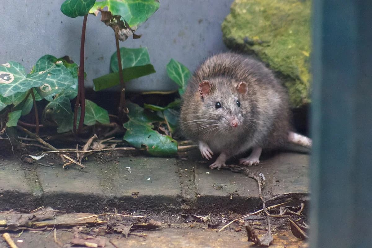 A brown rat sitting on a terrace.