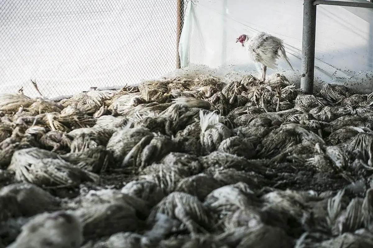 Dead chickens in a poultry enclosure during bird flu culling, with one chicken standing on top.