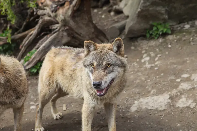 Gray Wolf i sin naturlige habitat