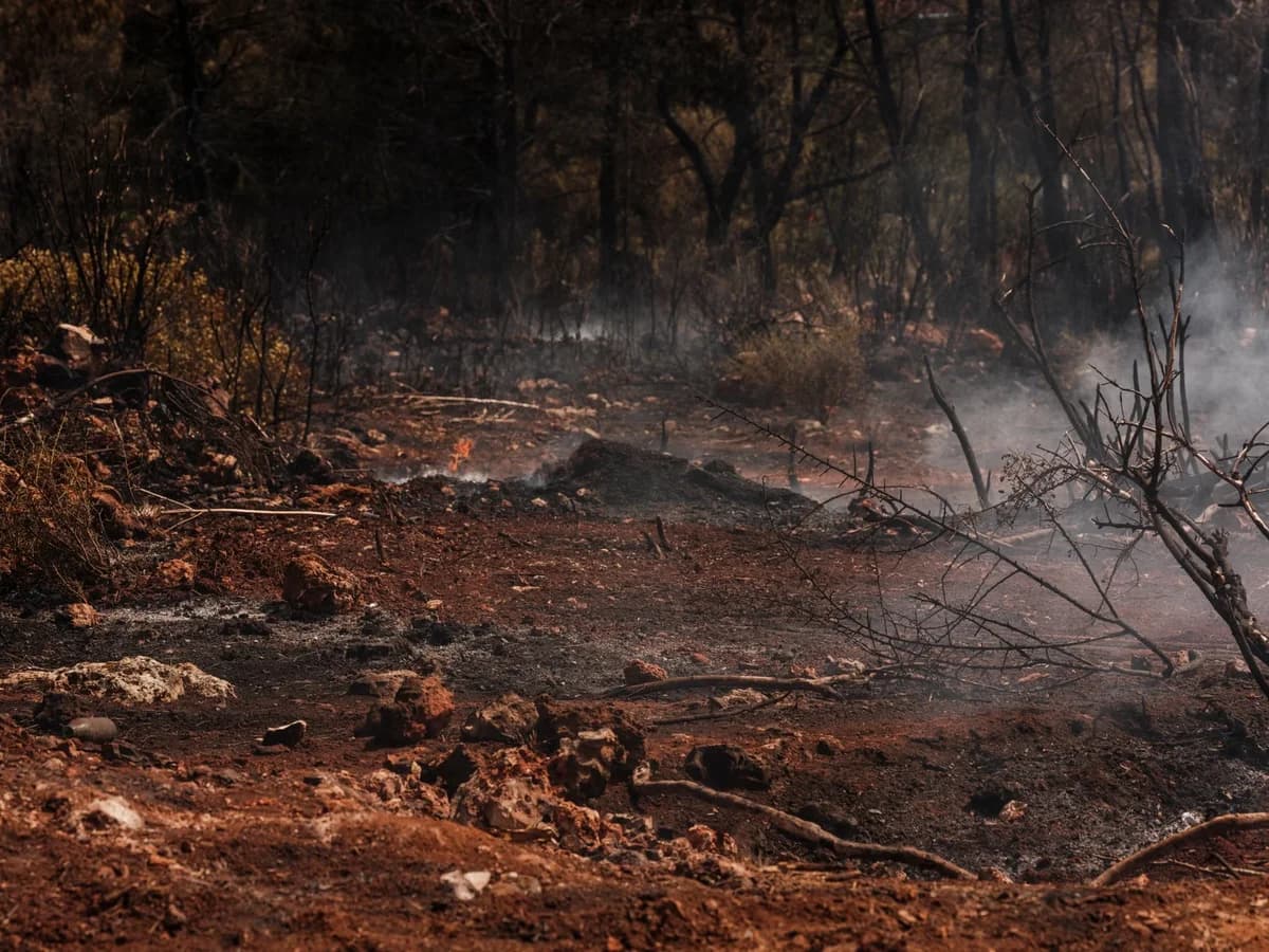 Charred forest ground and blackened trees with smoke after a wildfire.