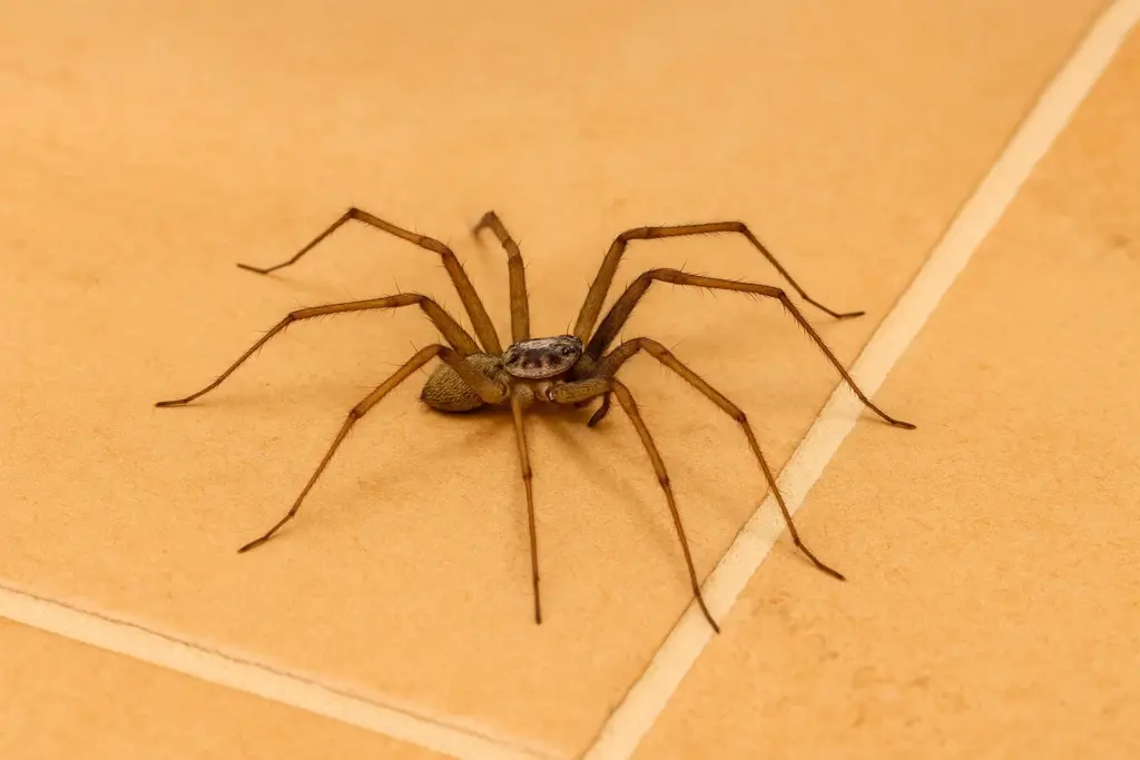 Simpel spray holder edderkopper og støvmider væk fra dit hjem