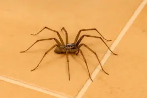 Simpel spray holder edderkopper og støvmider væk fra dit hjem