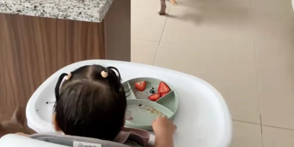 Babys ‘hemmelige mission’ gik viralt: Sådan snydt hun sin mor — og fodrede hundene